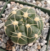 Gymnocalycium denudatum brasillense