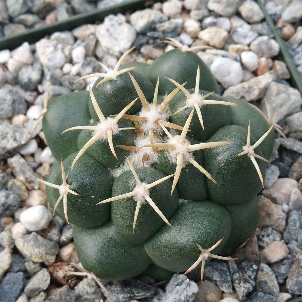 Coryphantha elephantidens