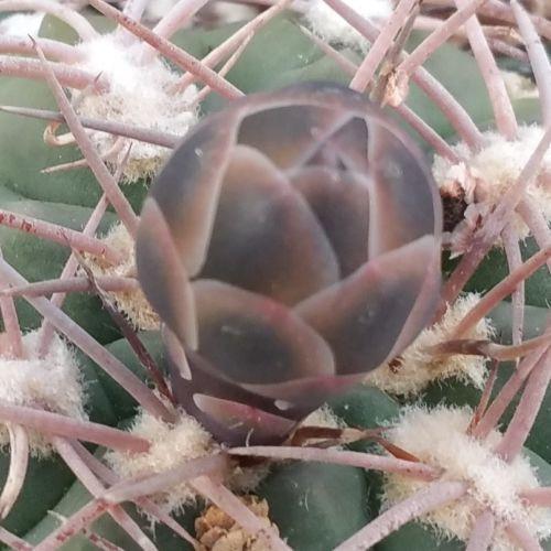 Gymnocalycium riojense