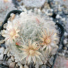 Mammillaria bocasana v. multilanata