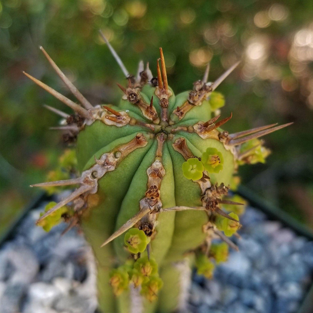 Euphorbia handiensis