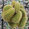 Mammillaria wildii cristata