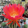 Torch Cactus - Trichocereus grandiflorus