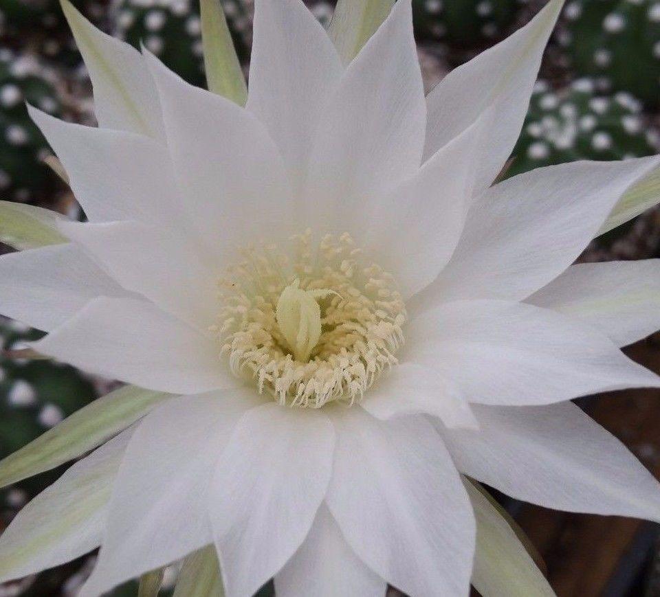 Domino Cactus - Echinopsis subdenudata &