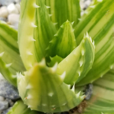 Golden Toothed Aloe - Aloe nobilis variegata