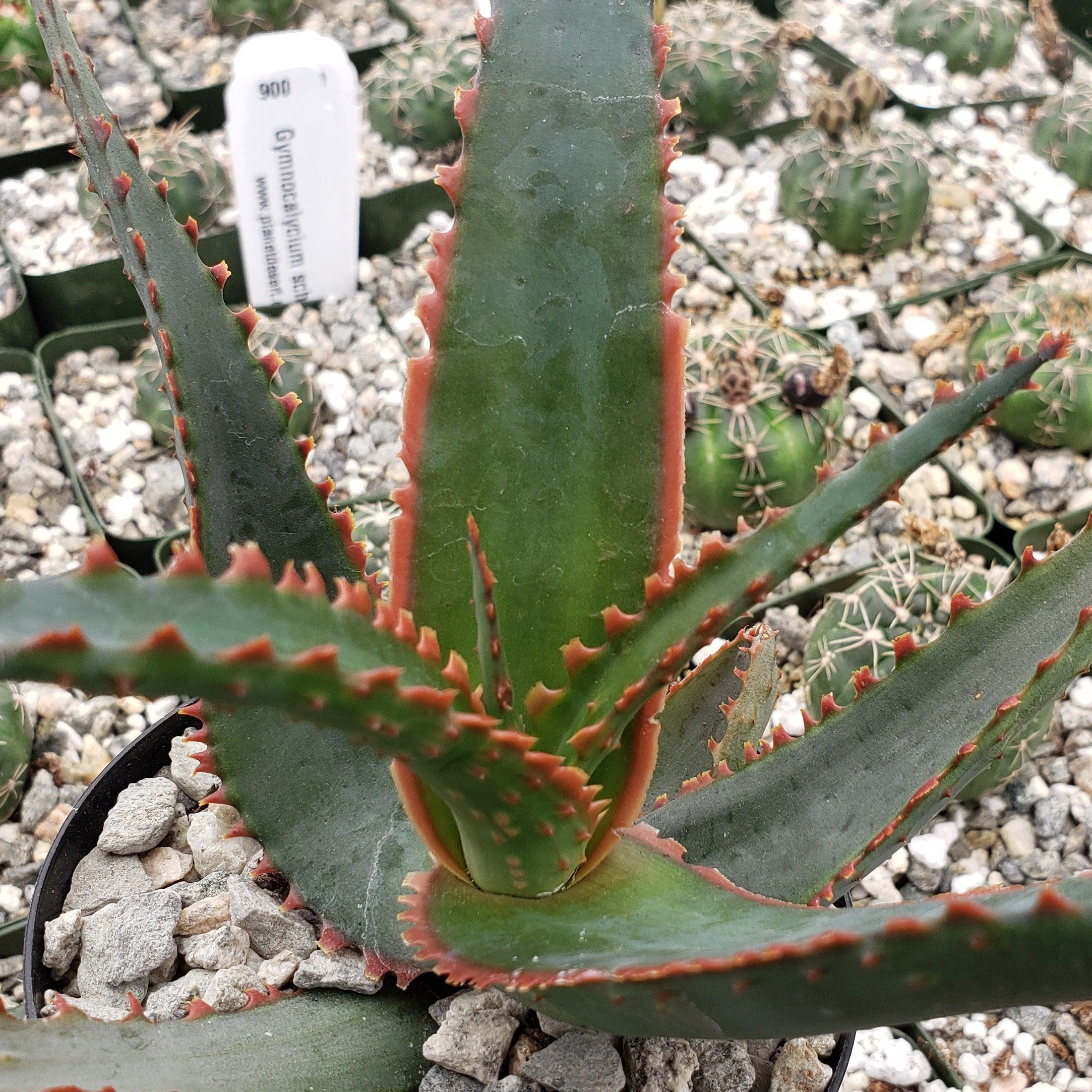 Aloe swordfish