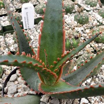 Buy Aloe Swordfish Online | Must-Have Aloe Variety