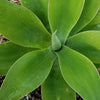 Foxtail Agave - Agave attenuata