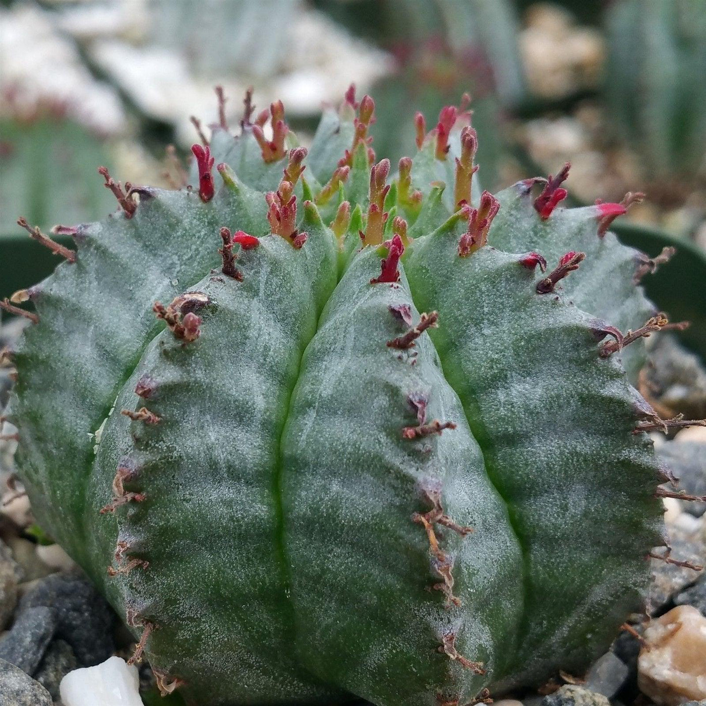 Euphorbia horrida JC