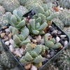 Aloinopsis setifera