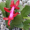 Red Thanksgiving Cactus &