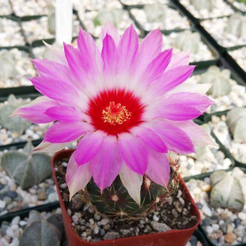 Thelocactus bicolor ssp. schwarzii