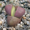 Pleiospilos nelii Royal Flush