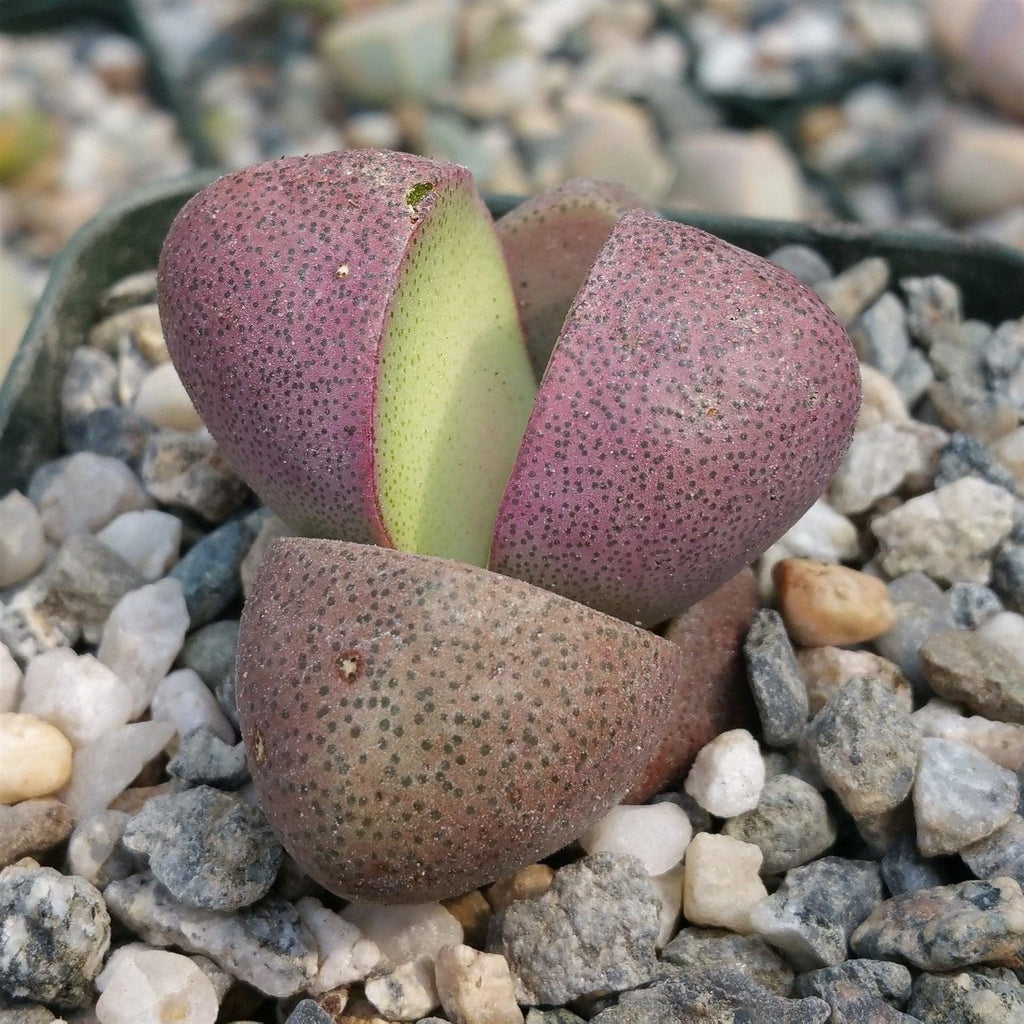 Pleiospilos nelii Royal Flush