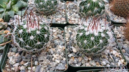 Echinofossulocactus zacatecasensis