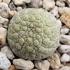 Pseudolithos eylensis