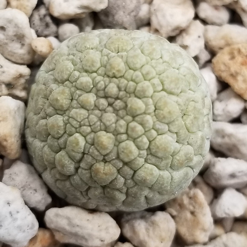 Pseudolithos eylensis