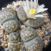 Lithops living stones