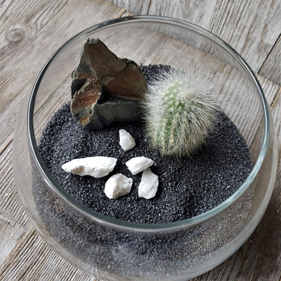 DIY Cactus glass globe black