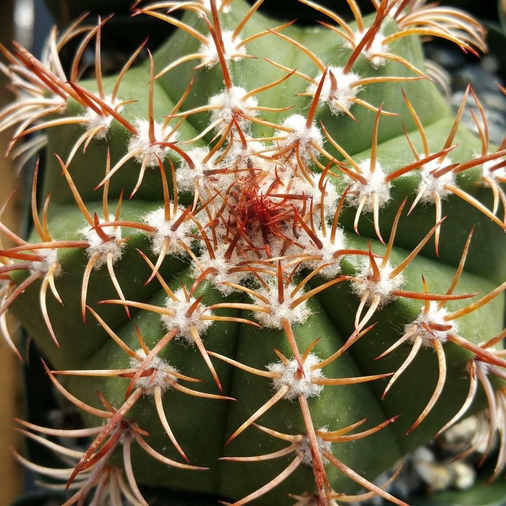 Melocactus matanzanus no cephalium