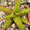 Aloe jucunda