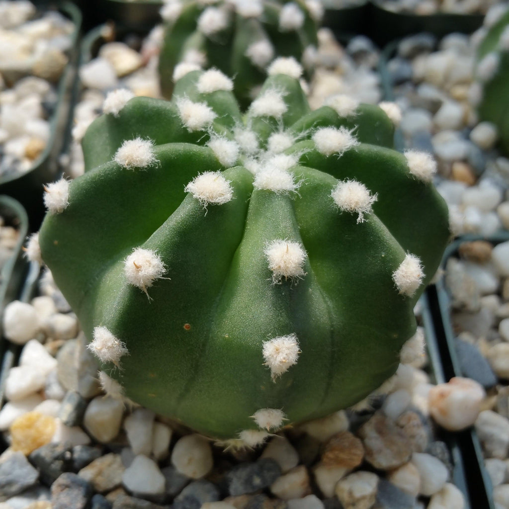 Domino Cactus - Echinopsis subdenudata &