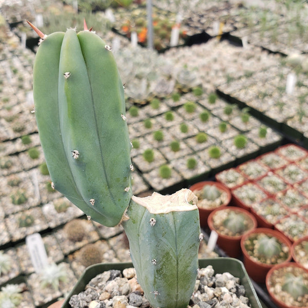 Myrtillocactus geometrizans Candelabra Cactus | Planet Desert