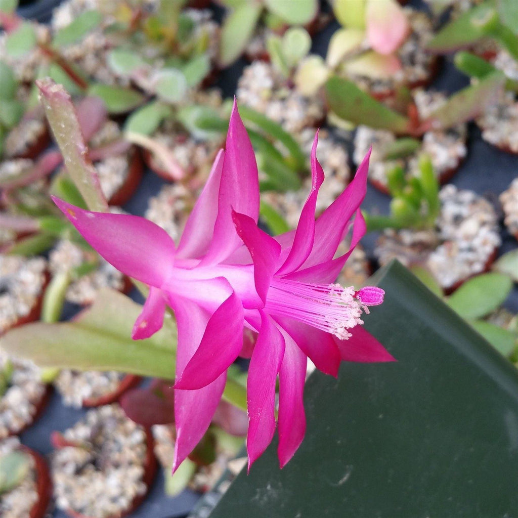 Schlumbergera bridgesii christmas cactus 3 cuttings