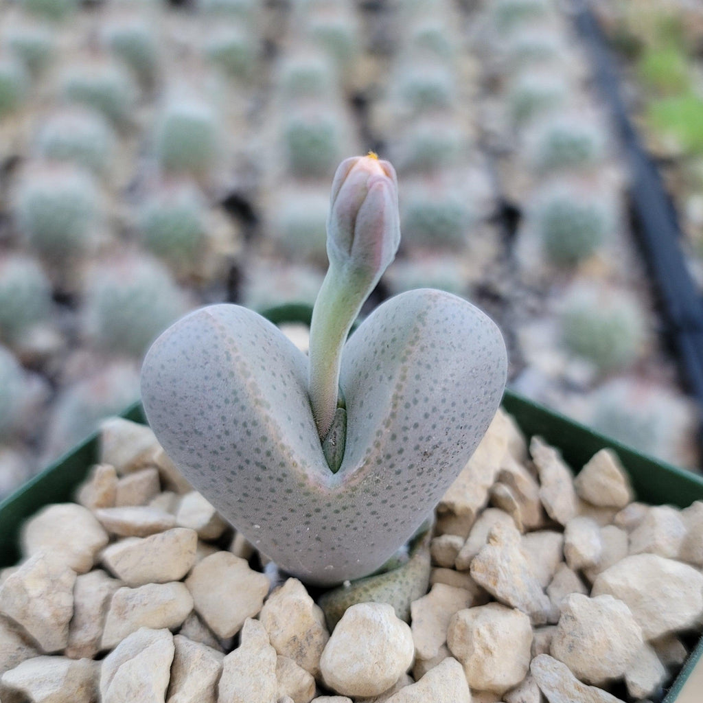 Dinteranthus microspermus puberulus