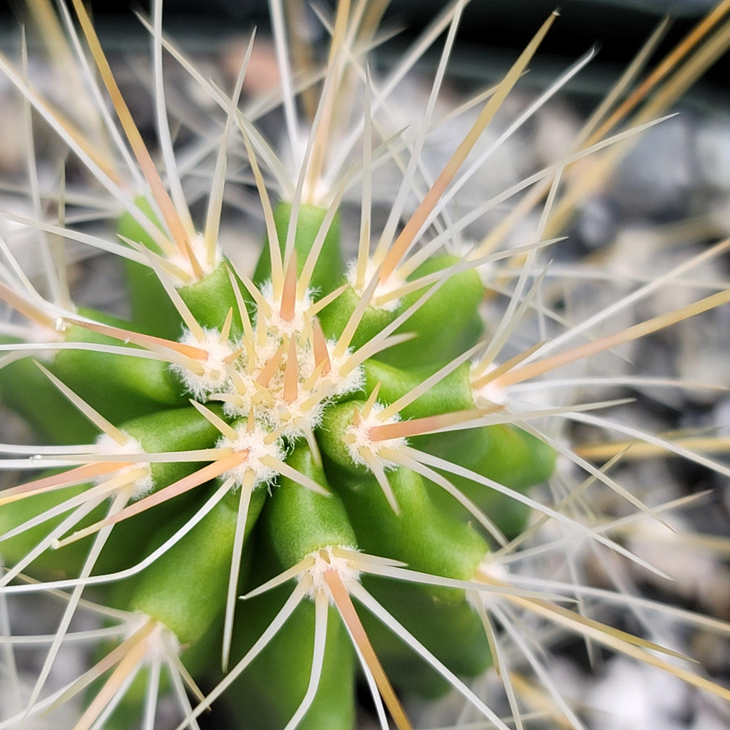 Echinocereus Huasteca canyon arizonicus