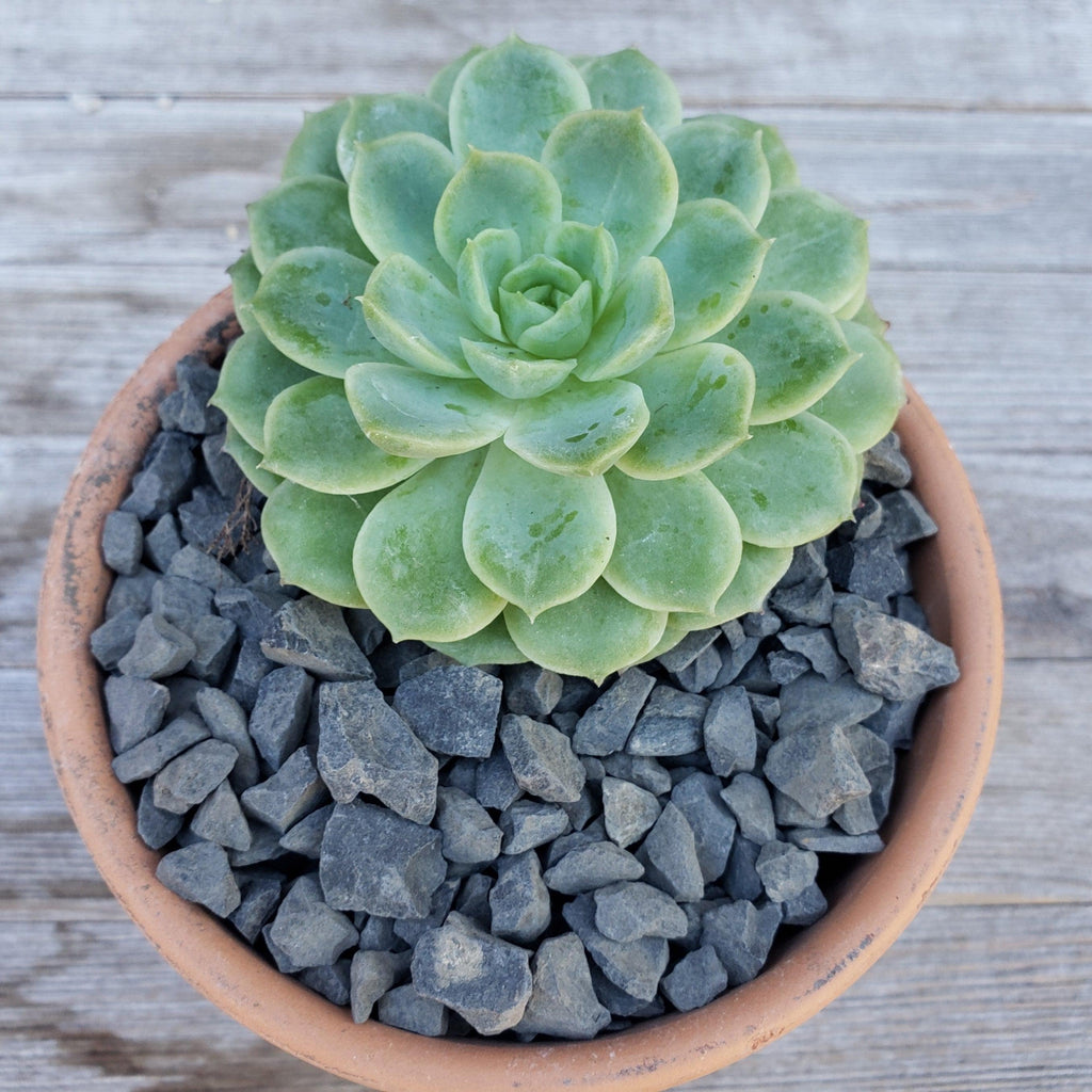 Indigo River Rock Cactus and Succulent Top Soil Dressing