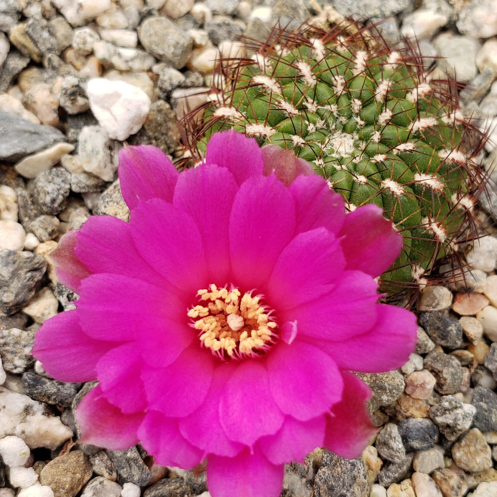 Sulcorebutia mentosa