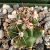 thelocactus panarottoanus