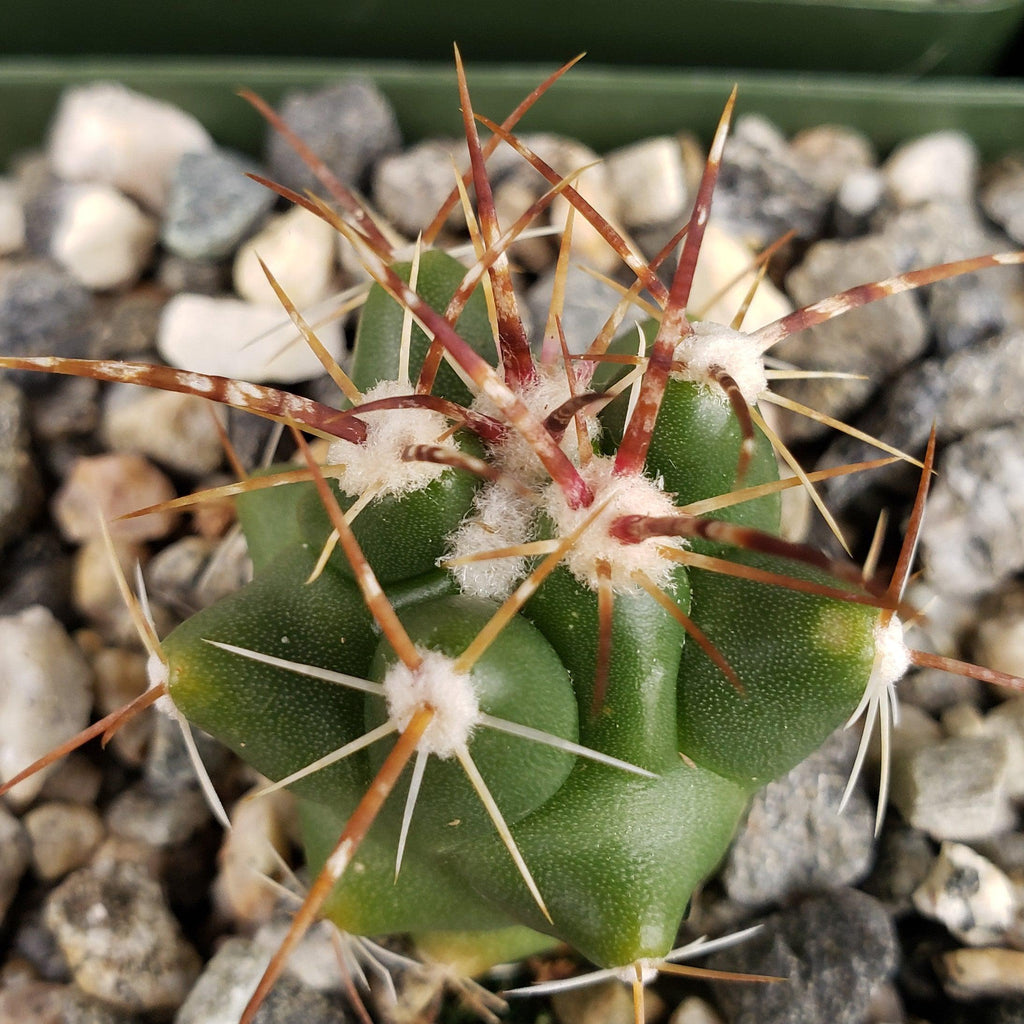thelocactus panarottoanus