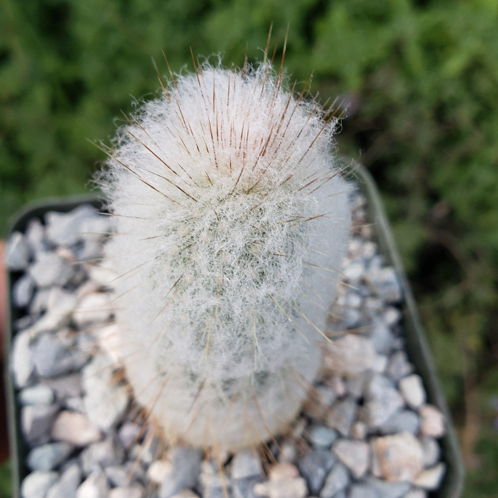 Espostoa churinensis