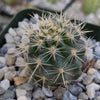 Ferocactus flavovirens