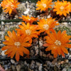 Rebutia flavistyla