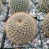 Rebutia Narvaecensis