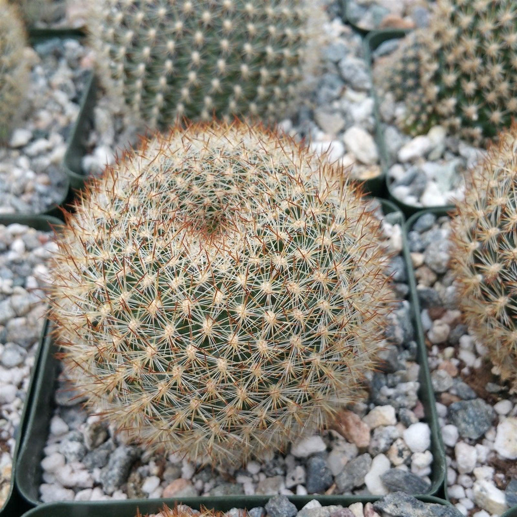 Rebutia Narvaecensis