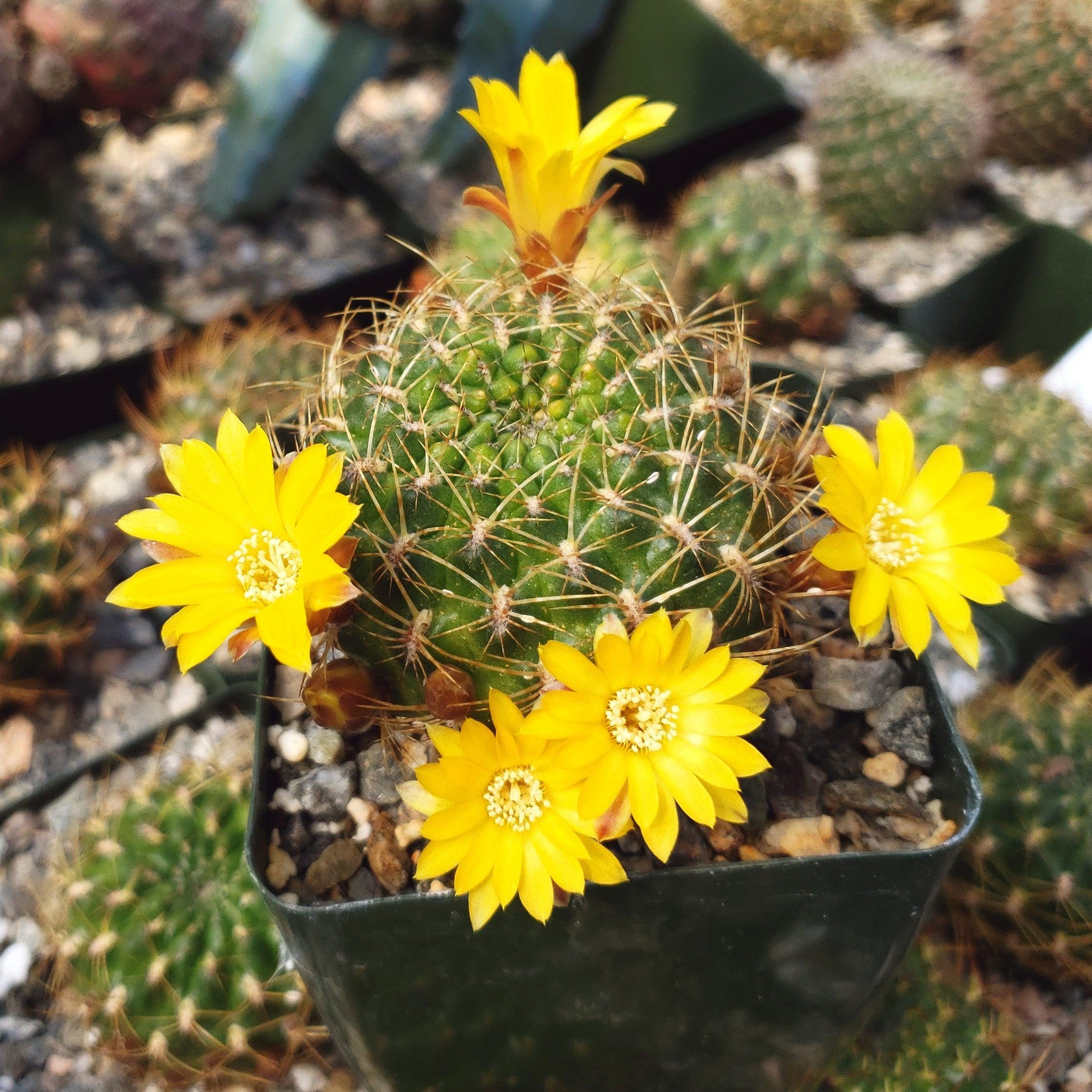 Sulcorebutia muschii