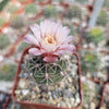 Gymnocalycium ritterianum