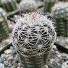 Echinocereus adustus