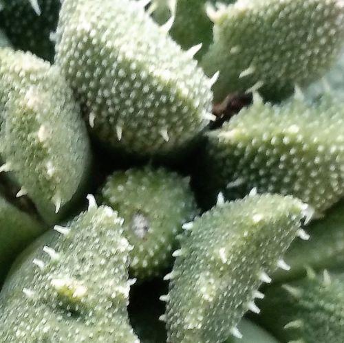 Titanopsis aloinopsis setifera