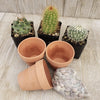 3- 2.5 inch cactus in terracotta pots