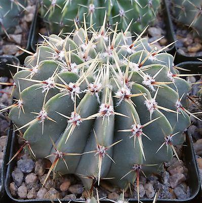 Notocactus buiningii