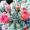 Gymnocalycium baldianum ‘Dwarf Chin Cactus’