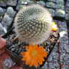 Rebutia muscula