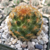 Mammillaria carmenae