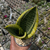 Snake Plant - Sansevieria trifasciata &