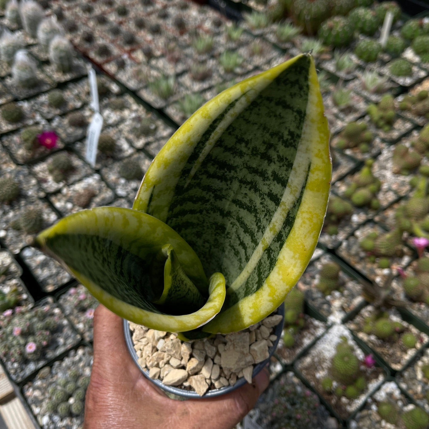 Snake Plant - Sansevieria trifasciata 'laurentii' - 7